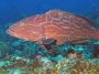 AmbergrisCaye05 - 037 * Grouper